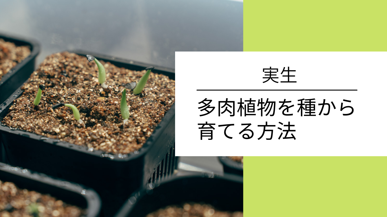 10リットル〕塊根植物&アガベ専用 / 実生・種まきの無機質