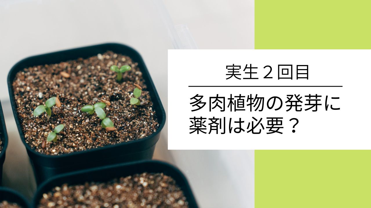 多肉植物の発芽に発芽促進剤や殺菌剤は必要なのか 実生記録２回目 緑とカメラと珈琲と