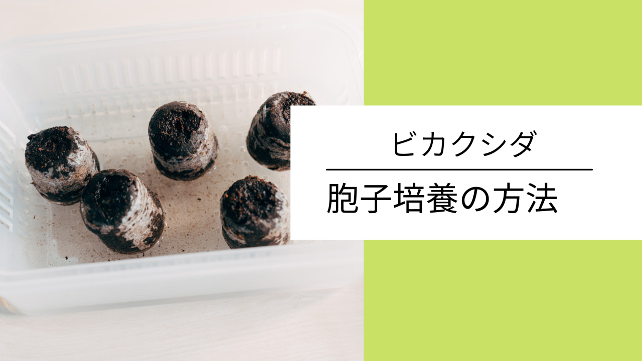 ビカクシダの胞子培養に挑戦。やり方を解説します。｜緑とカメラと珈琲と